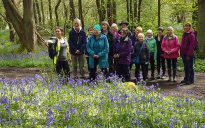 The Friends of Ilkley Moor Bluebell Walk