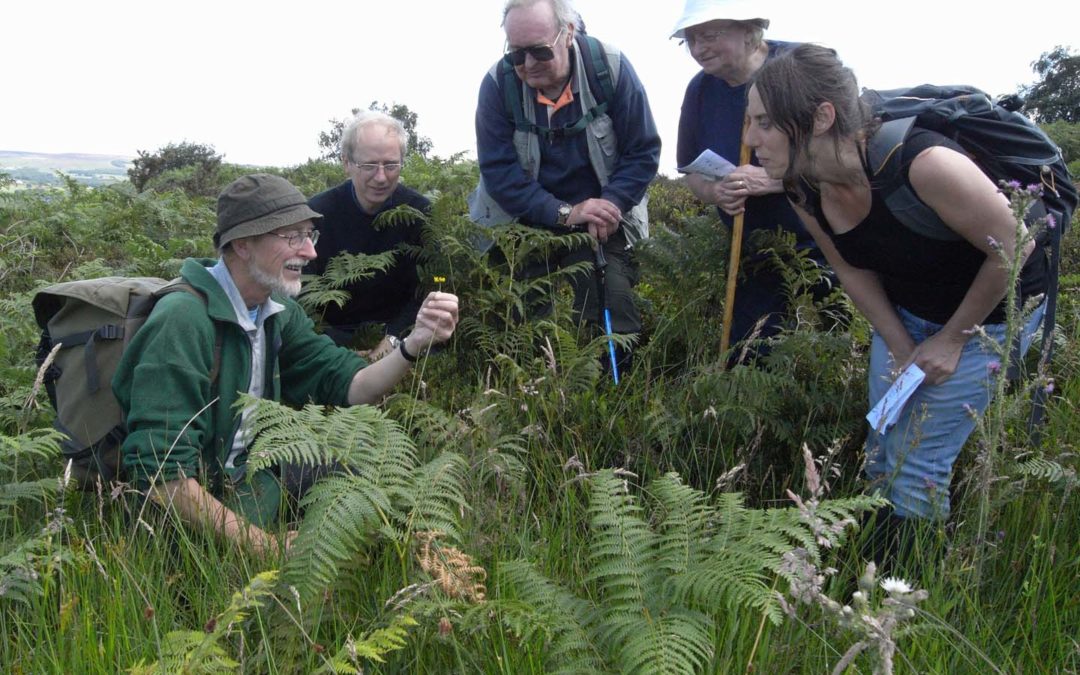 ButterCup | Walking Events | Friends Of Ilkley Moor