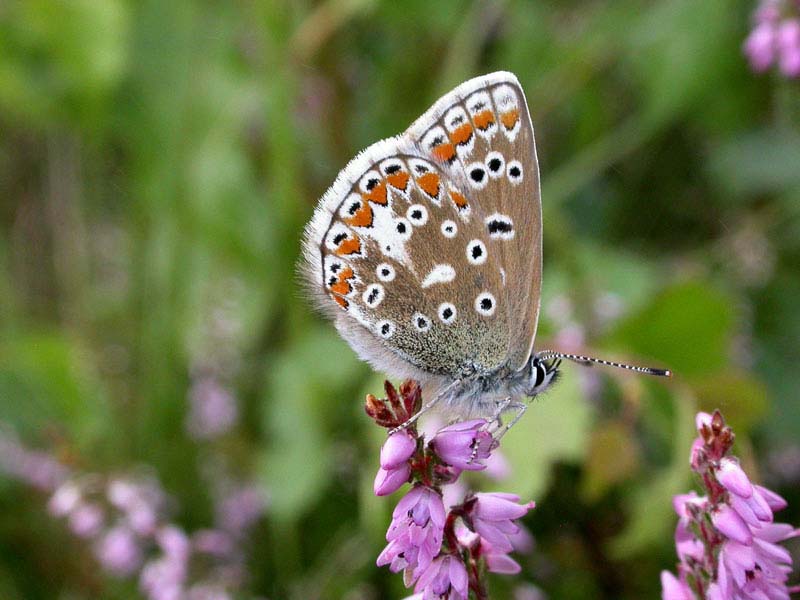 Common Blue | Photographer Andrew Ramsay | Friends Of Ilkley Moor