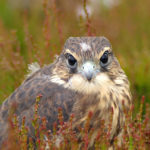 Merlin on Ilkley Moor