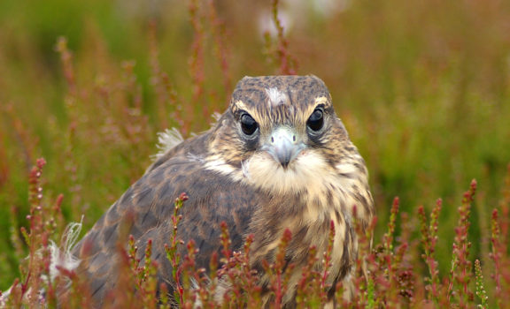 Merlin on Ilkley Moor