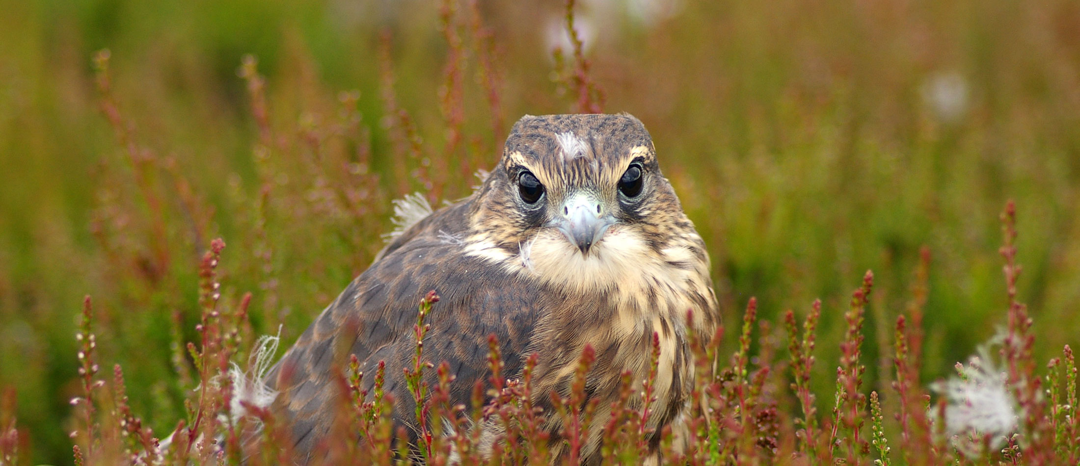 Merlin on Ilkley Moor