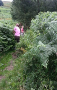 Bracken control