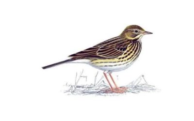 Bird Survey