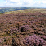 Bracken control