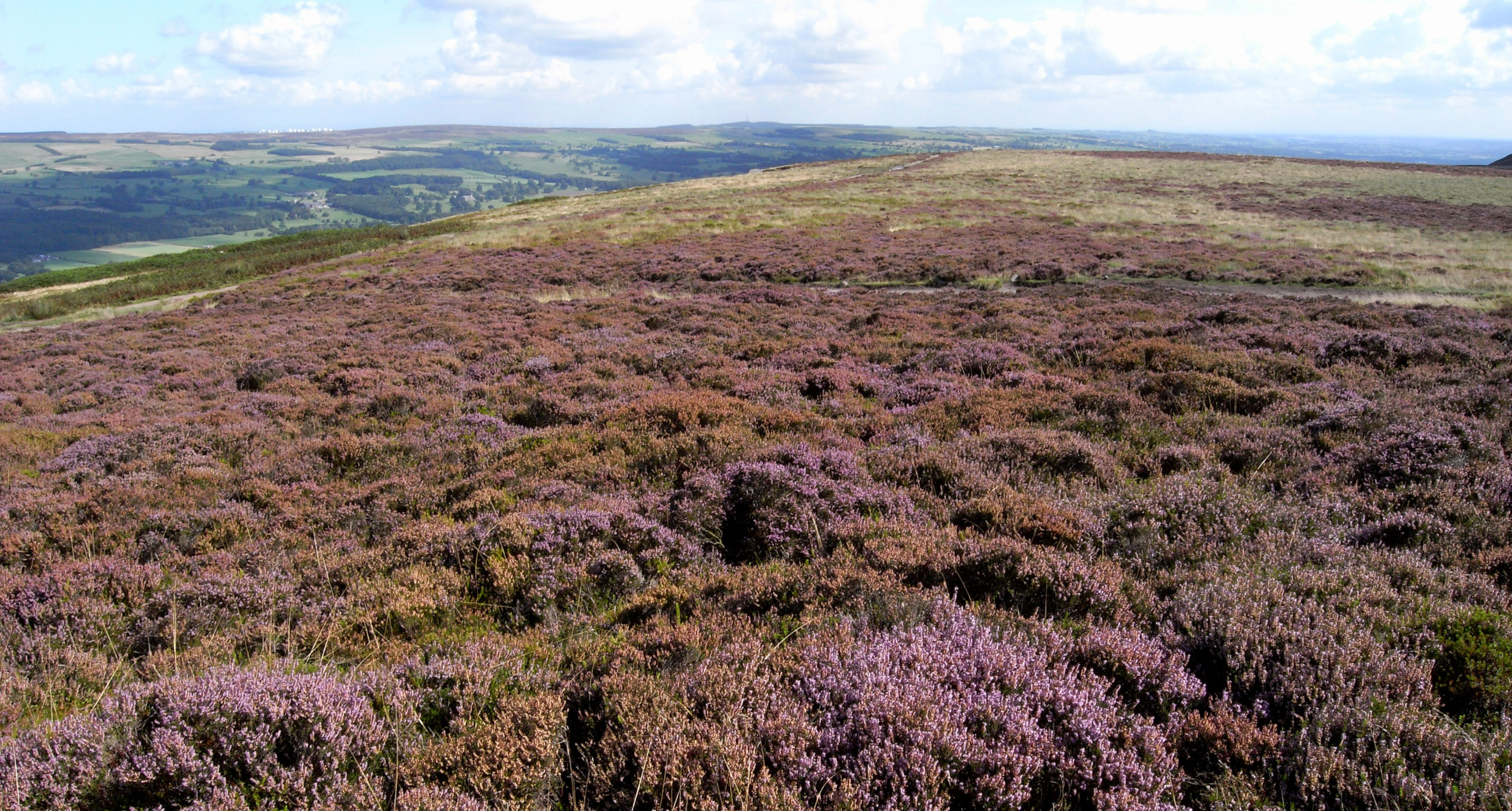 Bracken control