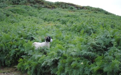 Bracken Control on Ilkley Moor