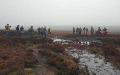 Sphagnum Moss Planting